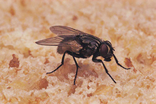 Ipex Pest Management Servs Ltd